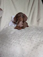Dash, a male Miniature Dachshund for sale in Rogers, OH – 3 of 7