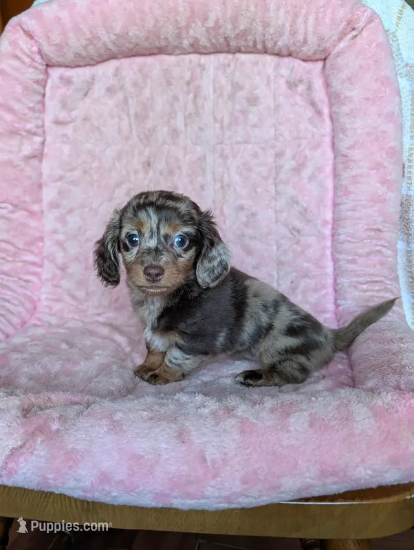 Lily/dapple – Miniature Dachshund puppy for sale in Rogers, OH