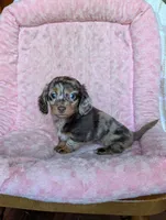 Lily/dapple, a female Miniature Dachshund for sale in Rogers, OH – 1 of 9
