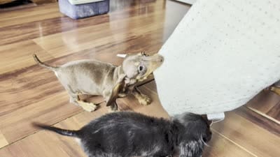 Duke, a male Miniature Dachshund for sale in Rogers, OH – 9 of 10