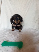 Daphne, a female Miniature Dachshund for sale in Rogers, OH – 6 of 9