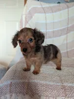 Teacup'red/black dapple, a male Miniature Dachshund for sale in Rogers, OH – 5 of 9