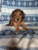 Flint, a female Miniature Dachshund for sale in Rogers, OH – 5 of 6