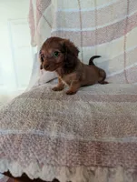 Teacup lily , a female Miniature Dachshund for sale in Rogers, OH – 3 of 8