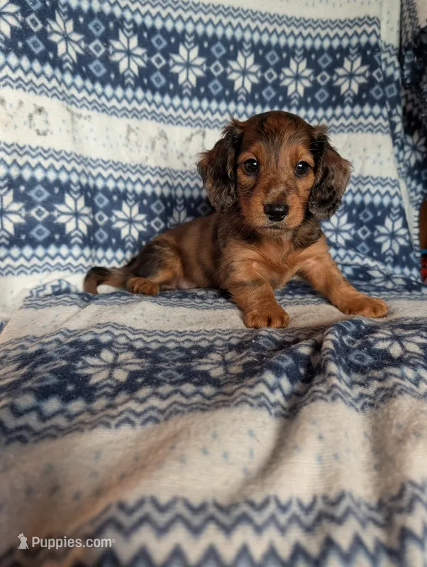 Flint – Miniature Dachshund puppy for sale in Rogers, OH