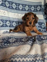 Flint, a female Miniature Dachshund for sale in Rogers, OH – 1 of 6