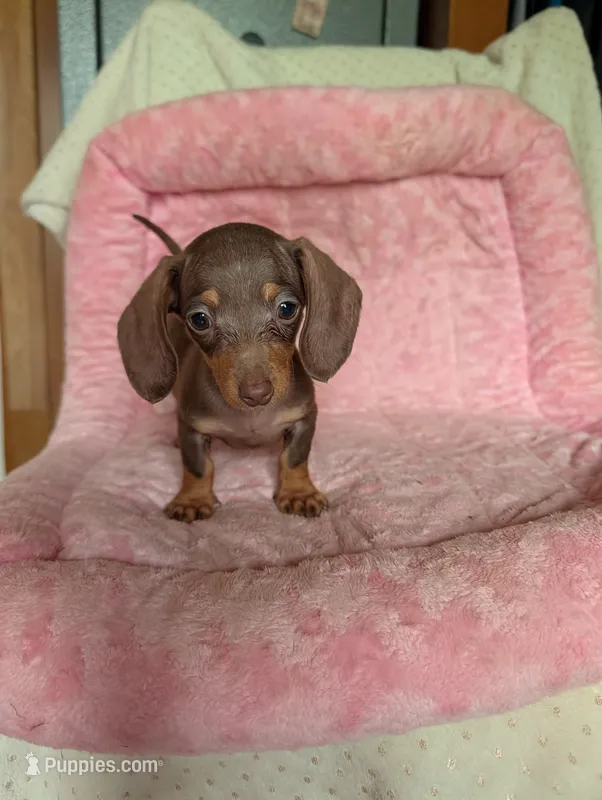 Dede – Miniature Dachshund puppy on hold in Rogers, OH