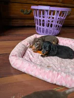 Dot, a male Miniature Dachshund for sale in Rogers, OH – 3 of 9
