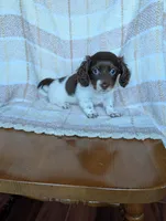 Logan, a male Miniature Dachshund for sale in Rogers, OH – 7 of 9