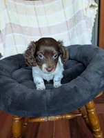 Logan, a male Miniature Dachshund for sale in Rogers, OH – 5 of 9