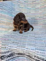Sugar, a female Miniature Dachshund for sale in Rogers, OH – 5 of 10