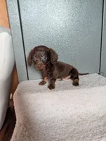 Teacup' logan, a female Miniature Dachshund for sale in Rogers, OH – 6 of 6