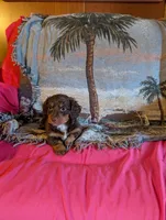 Archie , a male Miniature Dachshund for sale in Rogers, OH – Photo 2 of 5