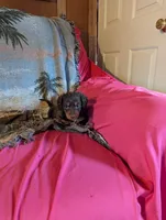 Archie , a male Miniature Dachshund for sale in Rogers, OH – Photo 4 of 5