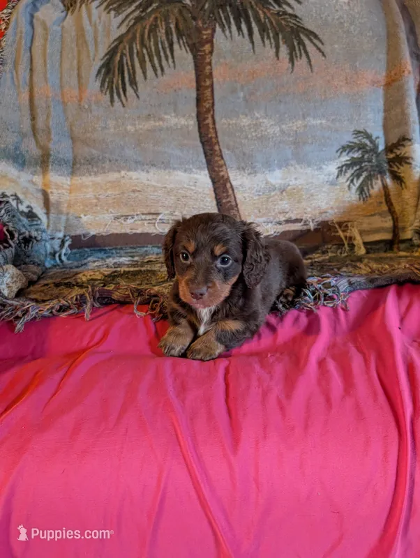 Archie , a male Miniature Dachshund for sale in Rogers, OH – Photo 1 of 5