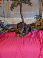 Archie , a male Miniature Dachshund for sale in Rogers, OH – Photo 1 of 5