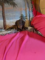 Archie , a male Miniature Dachshund for sale in Rogers, OH – Photo 3 of 5