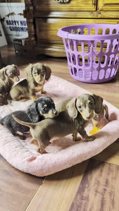 Dude, a male Miniature Dachshund for sale in Rogers, OH – 8 of 9