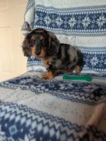 Dapple' Freddie, a male Miniature Dachshund for sale in Rogers, OH – 7 of 9