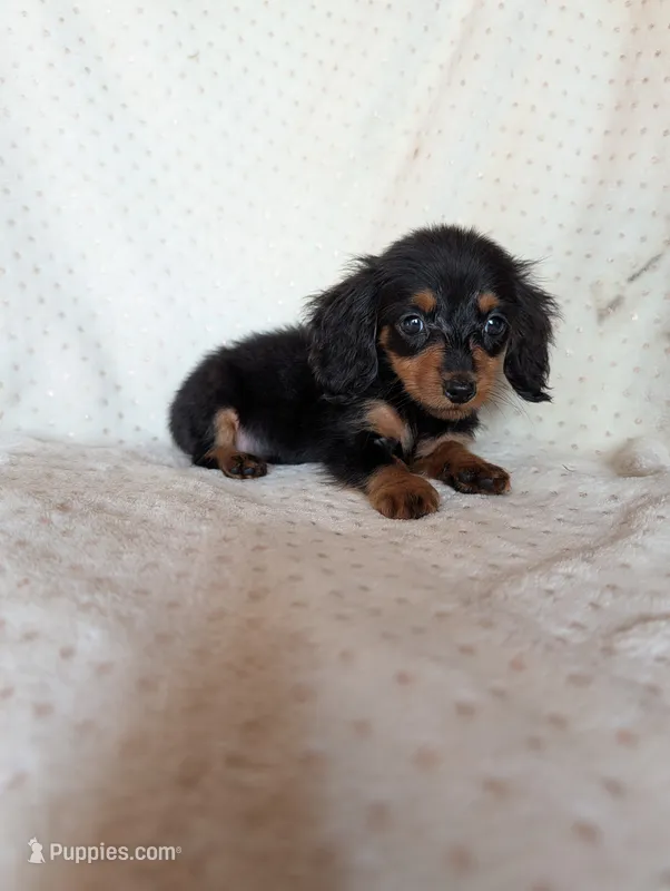 Daphne – Miniature Dachshund puppy for sale in Rogers, OH
