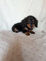 Daphne, a female Miniature Dachshund for sale in Rogers, OH – 1 of 9
