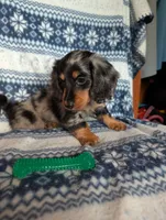 Dapple' Freddie, a male Miniature Dachshund for sale in Rogers, OH – 4 of 9