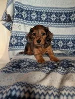 Flint, a female Miniature Dachshund for sale in Rogers, OH – 2 of 6