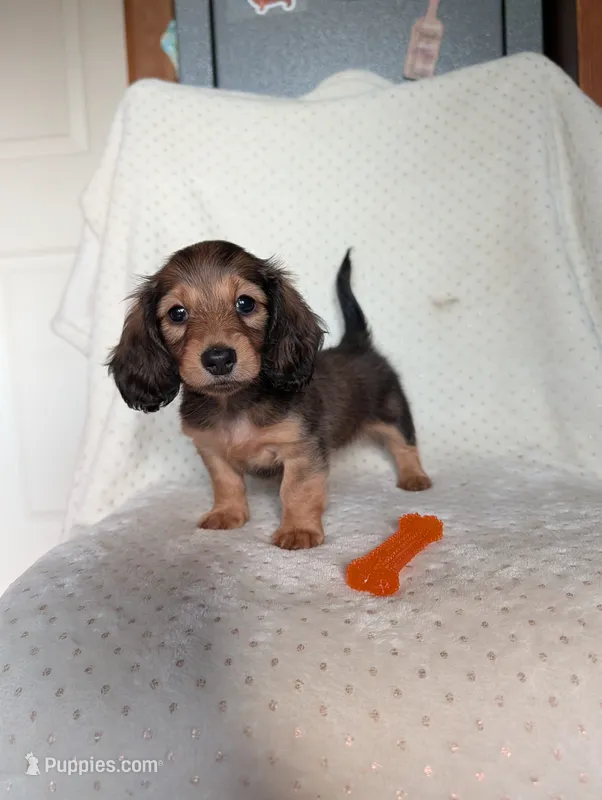 Fifi – Miniature Dachshund puppy for sale in Rogers, OH