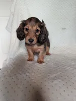 Fifi, a female Miniature Dachshund for sale in Rogers, OH – 6 of 10