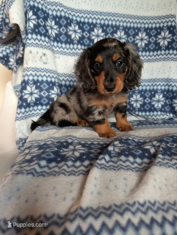 Dapple' Freddie – Miniature Dachshund puppy for sale in Rogers, OH