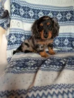 Dapple' Freddie, a male Miniature Dachshund for sale in Rogers, OH – 2 of 9