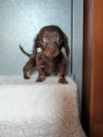 Teacup' logan, a female Miniature Dachshund for sale in Rogers, OH – 4 of 6