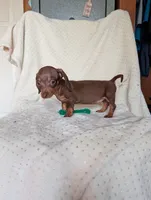 Dede, a female Miniature Dachshund for sale in Rogers, OH – 6 of 10