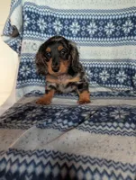 Dapple' Freddie, a male Miniature Dachshund for sale in Rogers, OH – 8 of 9