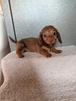 Teacup lily , a female Miniature Dachshund for sale in Rogers, OH – 6 of 8