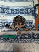 Dapple' Freddie, a male Miniature Dachshund for sale in Rogers, OH – 1 of 9