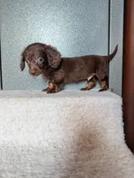 Teacup' logan, a female Miniature Dachshund for sale in Rogers, OH – 5 of 6