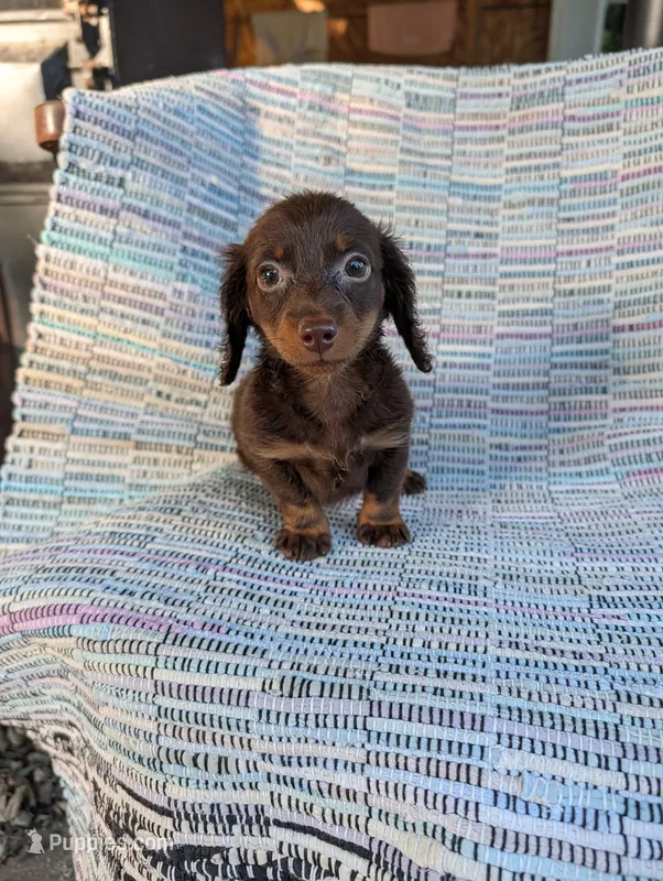 Sugar – Miniature Dachshund puppy for sale in Rogers, OH