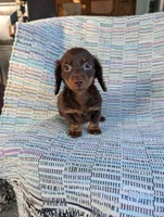 Sugar, a female Miniature Dachshund for sale in Rogers, OH – 1 of 10