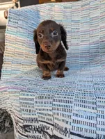 Sugar, a female Miniature Dachshund for sale in Rogers, OH – 3 of 10