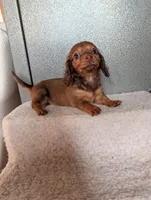 Teacup lily , a female Miniature Dachshund for sale in Rogers, OH – 8 of 8