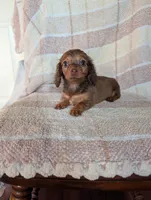 Teacup lily , a female Miniature Dachshund for sale in Rogers, OH – 4 of 8