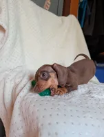 Dede, a female Miniature Dachshund for sale in Rogers, OH – 2 of 10