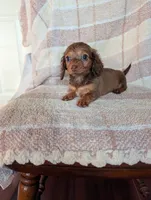 Teacup lily , a female Miniature Dachshund for sale in Rogers, OH – 2 of 8