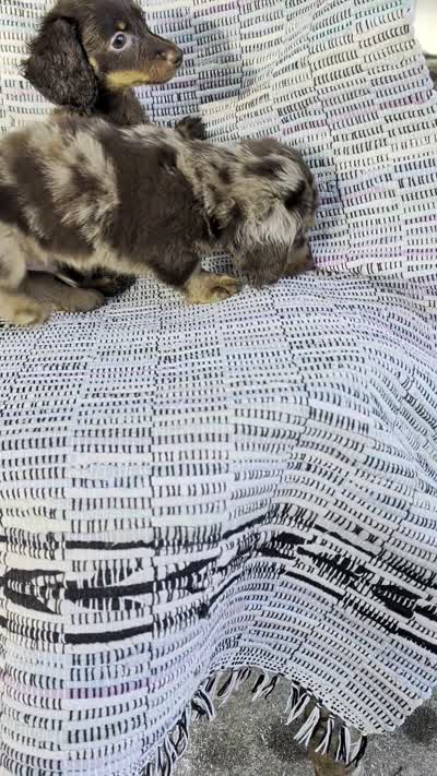 Sugar, a female Miniature Dachshund for sale in Rogers, OH – 9 of 10