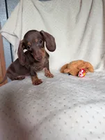 Duke, a male Miniature Dachshund for sale in Rogers, OH – 2 of 10