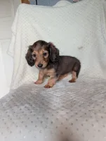 Fifi, a female Miniature Dachshund for sale in Rogers, OH – 10 of 10