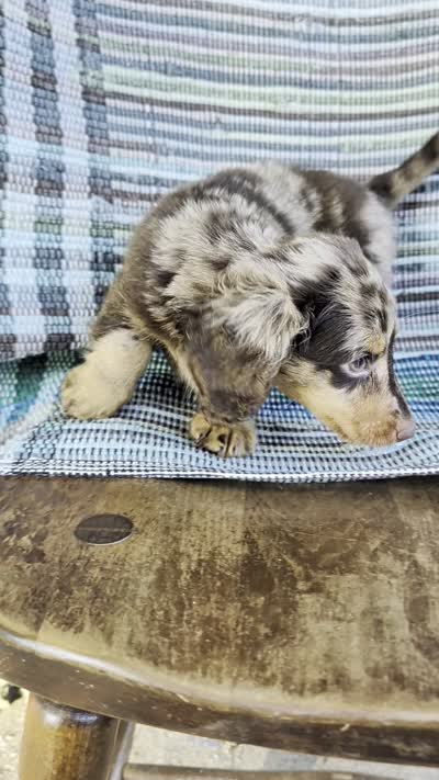 Chunky monkey, a male Miniature Dachshund for sale in Rogers, OH – 10 of 10
