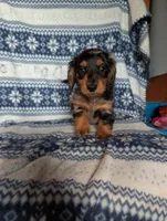 Dapple' Freddie, a male Miniature Dachshund for sale in Rogers, OH – 9 of 9