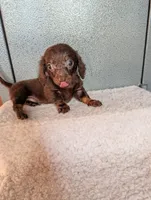 Teacup' logan, a female Miniature Dachshund for sale in Rogers, OH – 1 of 6